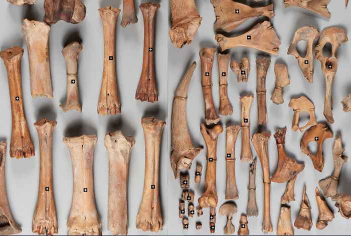 Findings below the surface of the Noord-Zuidlijn: bones